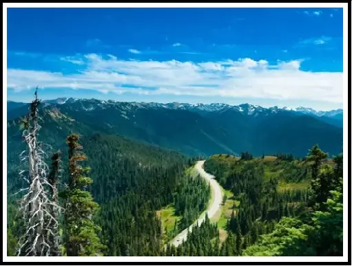 A road going through the middle of a forest.